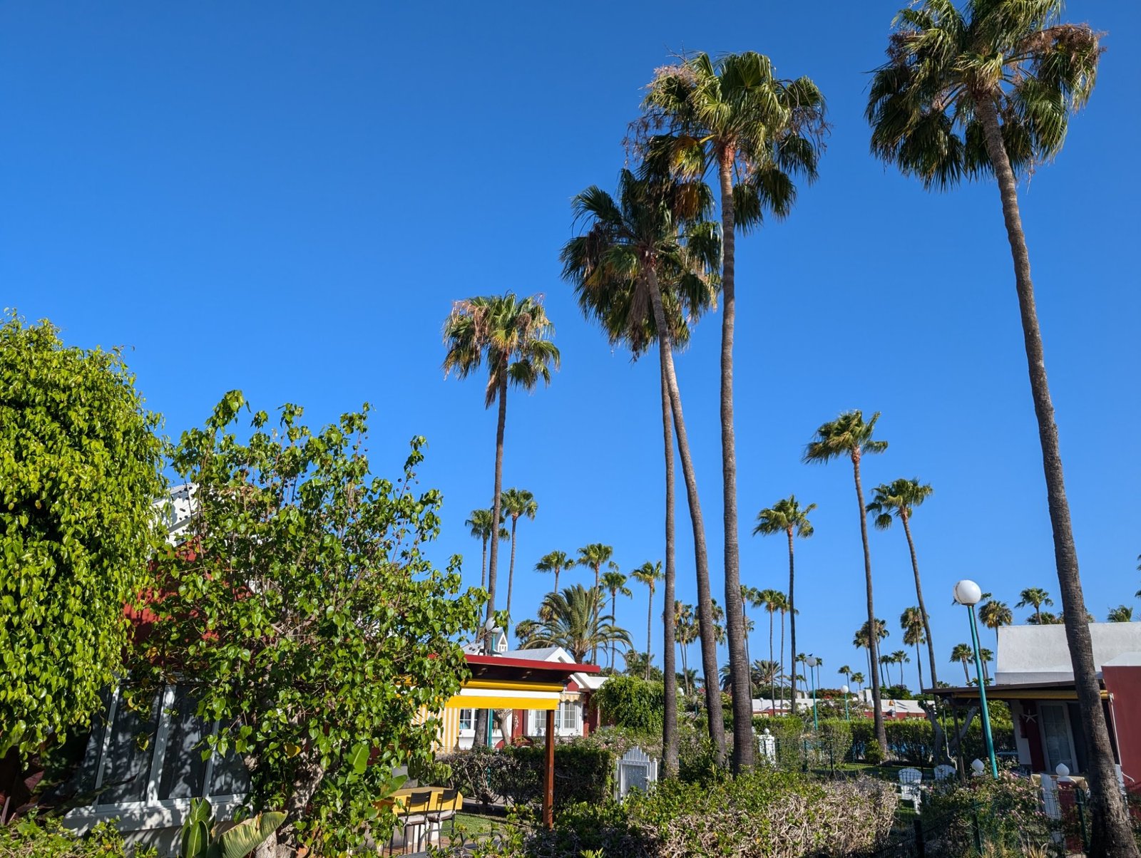 Zona común con palmeras